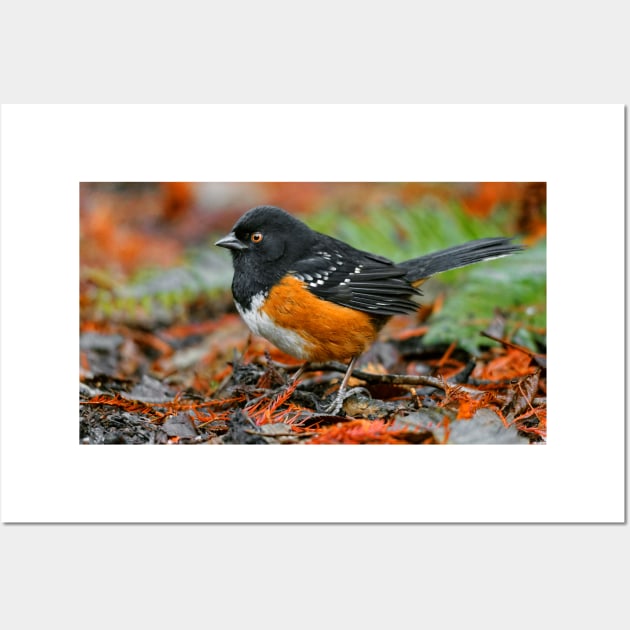 Spotted Towhee Sparrow Songbird in the Autumn Leaf Litter Wall Art by walkswithnature